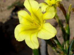 Moraea ochroleuca vein lines on yellow